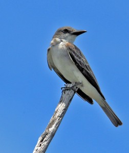 Gray Kingbird