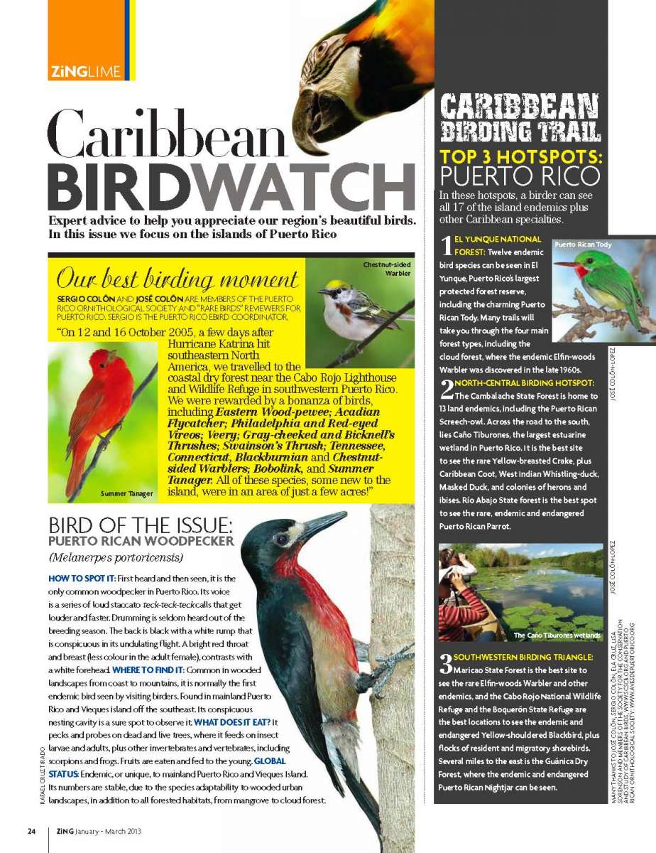 ZiNG-Caribbean-Birdwatch-Winter-2013-Issue-18