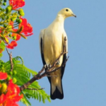 Pied Imperial Pigeon