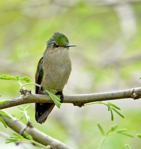 Antillean crested Hummingbird