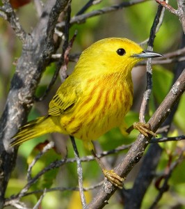 Yellow Warbler_Ted Eubanks