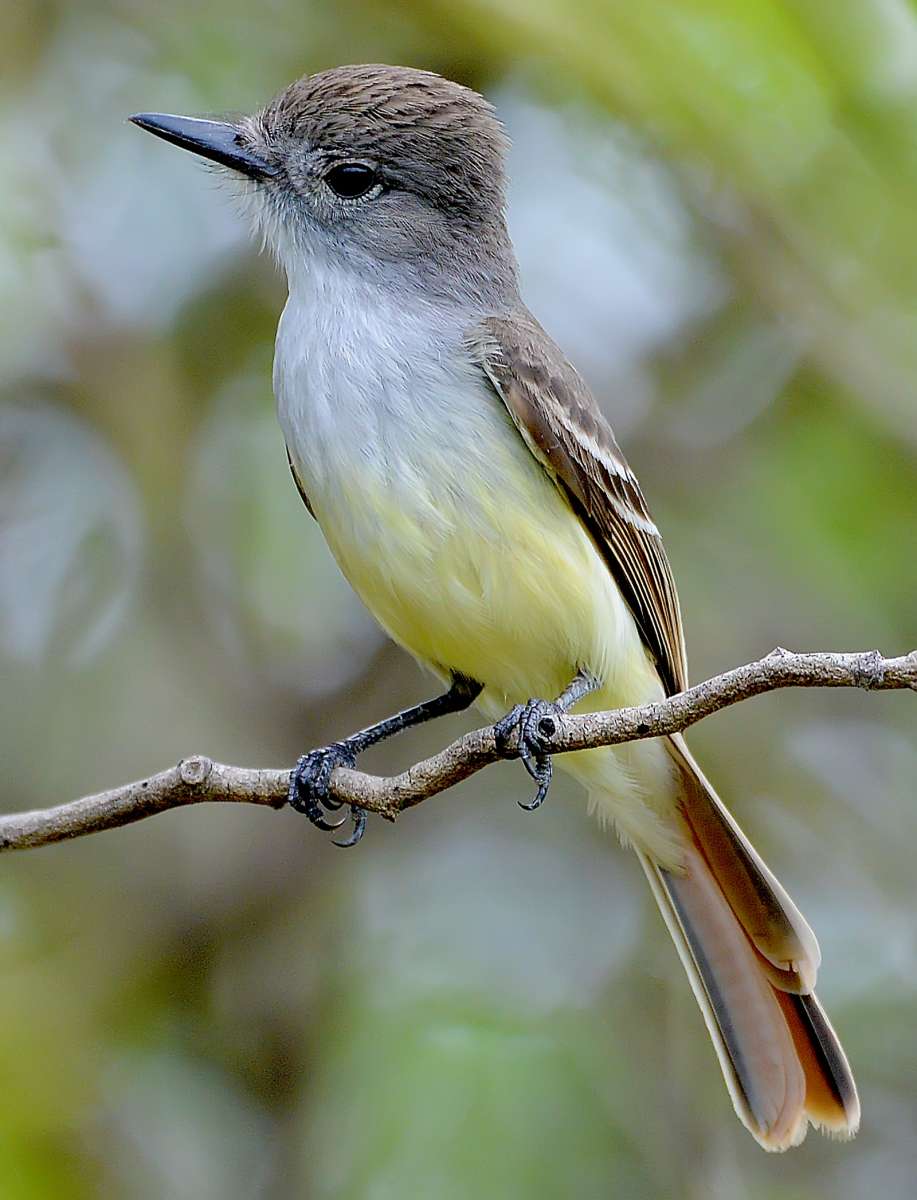 Antigua and Barbuda Caribbean Birding Trail