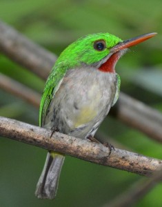 Broad billed Tody