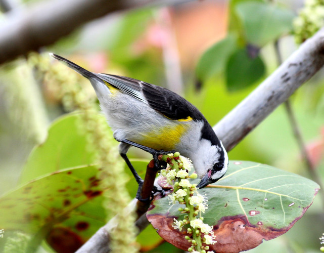 Bananaquit (Photo by Grace Johnson)