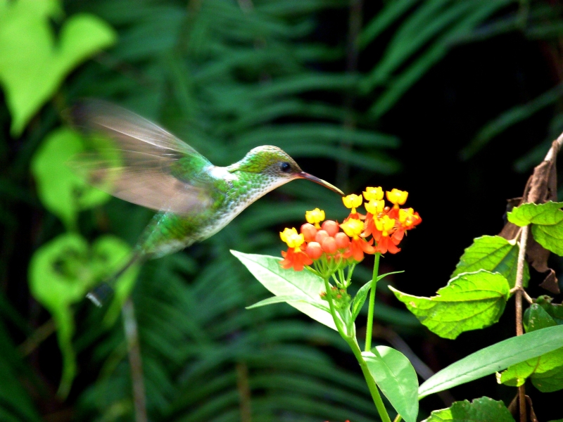 Female Streamertail Hummingbird at flower.
