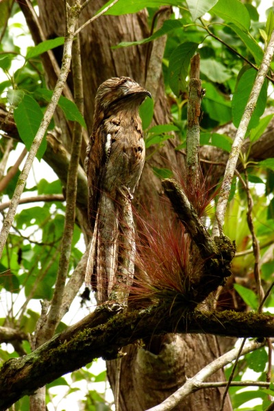 28 Northern Potoo in Stewart Town forest 1