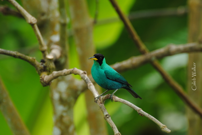 Green Honeycreeper.