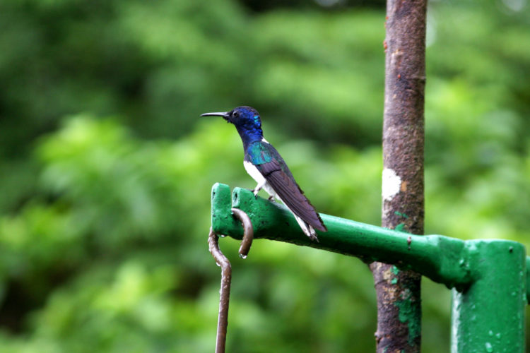 White-necked Jacobin (Photo by Aly DeGraff)