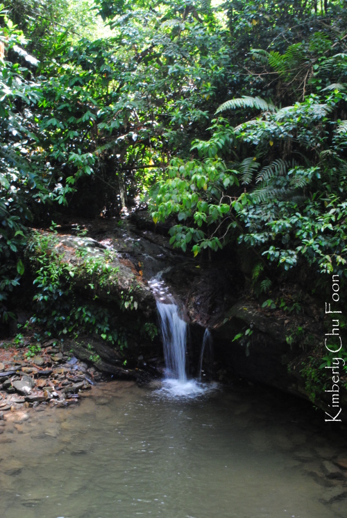 Water_Trinidad Asa Wright
