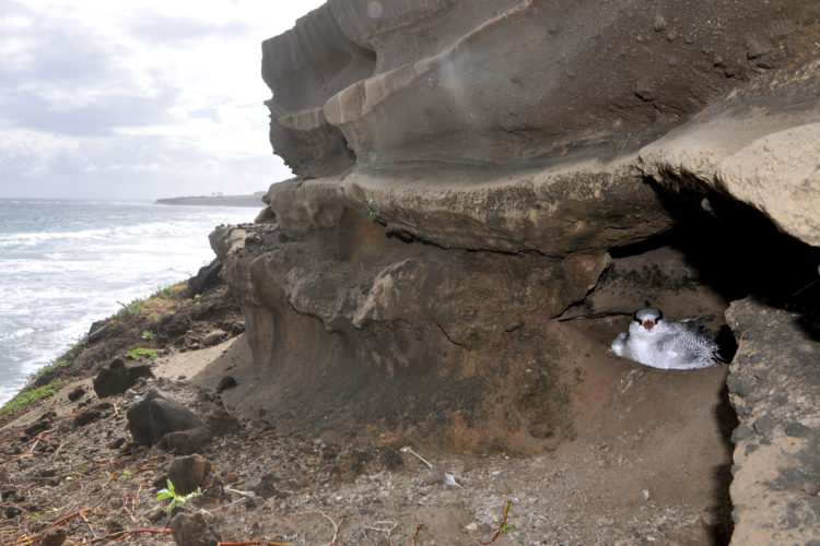 Red-billed Tropicbird Chick (Photo by Hannah Madden)
