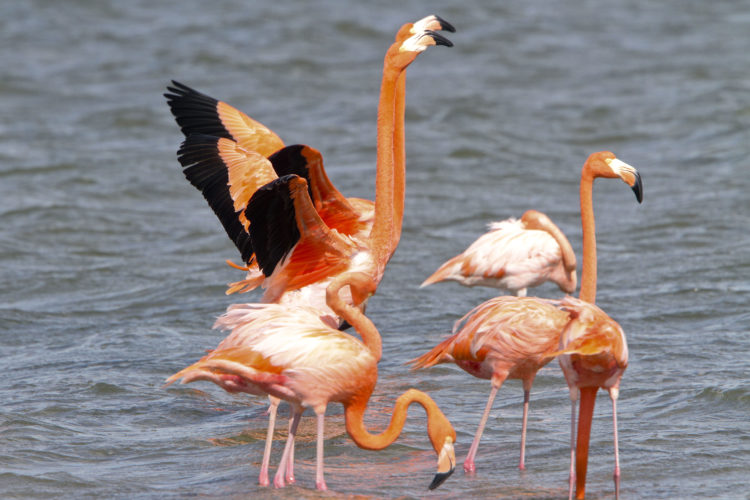 Flamingos can normally be seen at close range if you approach quietly and calmly (Photo by Dr. Mike Pienkowski)