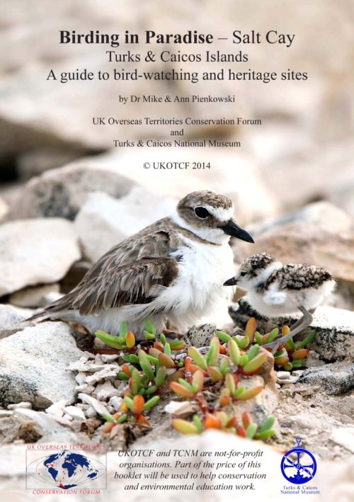 Wilson’s Plover rises from the two eggs that it is still incubating so that one of its first chicks to hatch can be brooded as well (Photo by Dr. Mike Pienkowski)