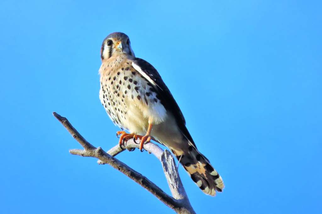 American Kestrel