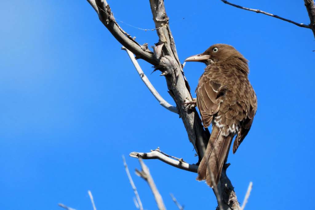 Pearly-eyed Thrasher