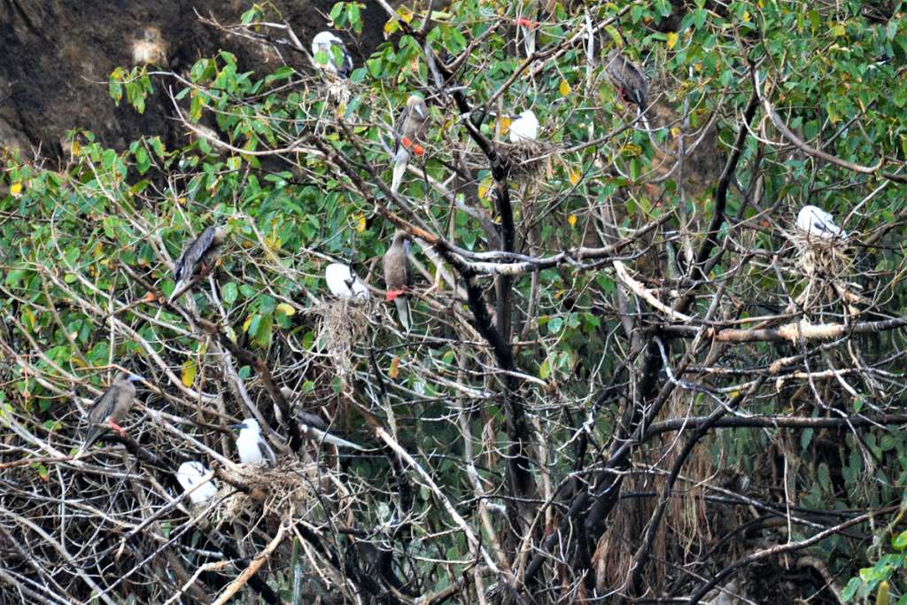 Red-footed Booby Nests